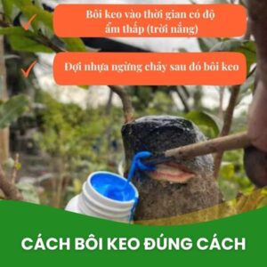 cách bôi keo ls80 kích chồi