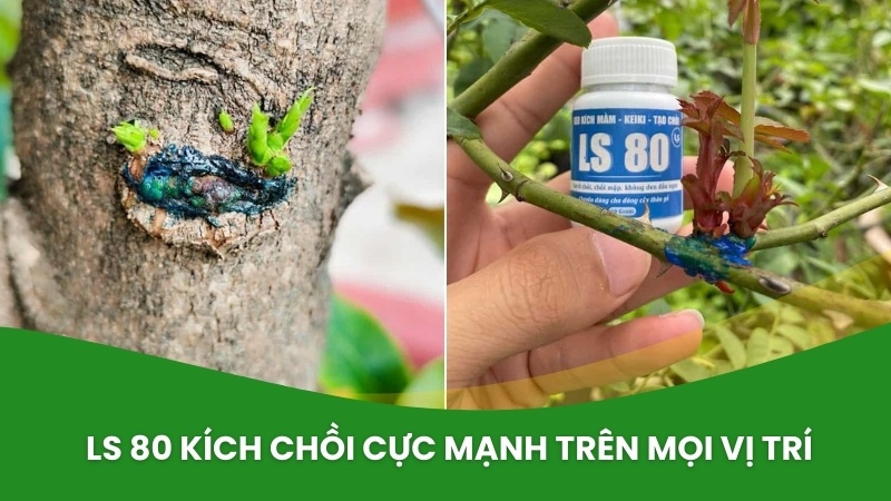 keo kích mầm chồi ls 80 kích chồi ở vị trí bất kì