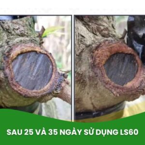 keo liền sẹo ls 60 cho cây mai