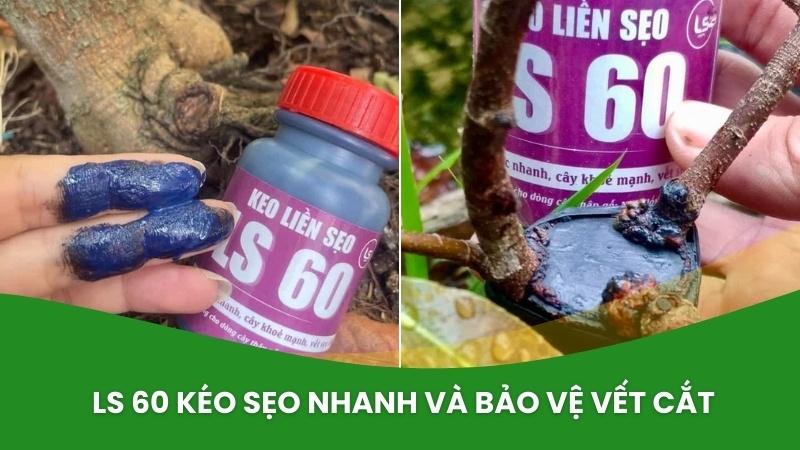 keo ls60 kéo sẹo làm liền sẹo trên cây mai