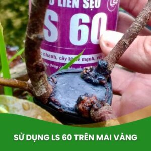 ls60 làm liền sẹo cây mai vàng nhanh