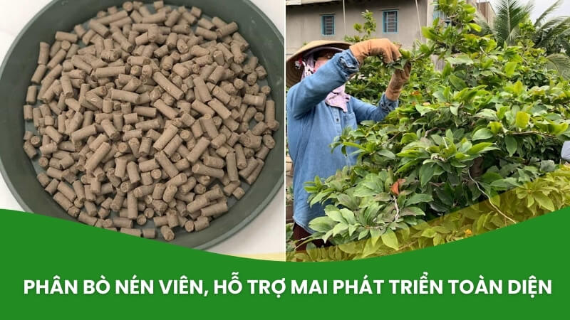 phân bò hữu cơ dạng viên nén kích chồi, ra lá, dưỡng cây phát triển