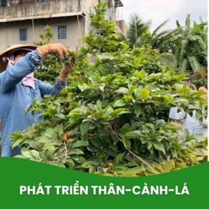 phân bò hữu cơ viên nén kích chồi, ra lá, dưỡng cây