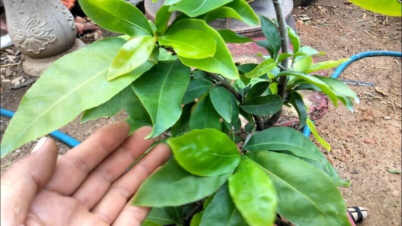 phân bón trung vi lượng cho mai vàng