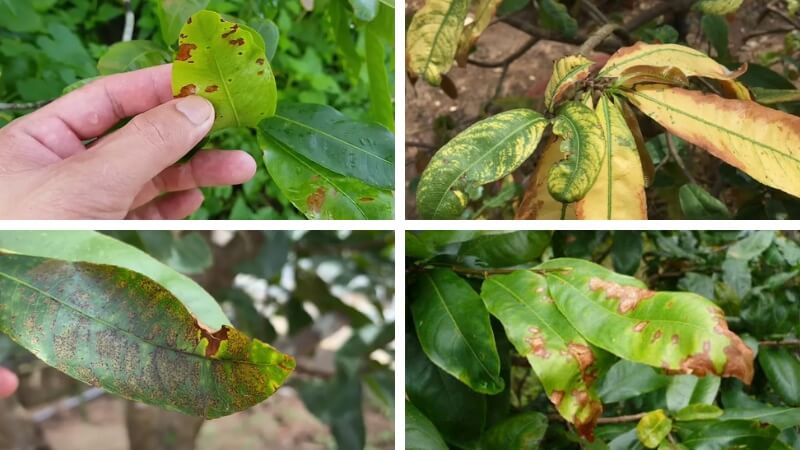 thuốc trừ nấm bệnh trên mai