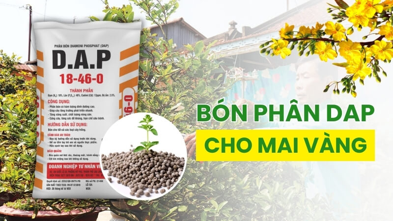 Phân DAP cho mai