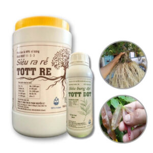 bộ đôi kích rễ bung đọt cho mai vàng