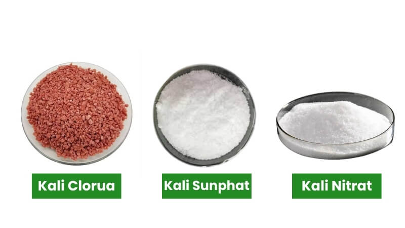 các loại phân kali hay dùng cho cây mai