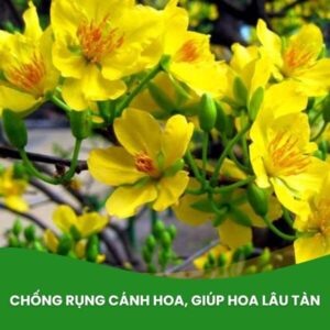 canxi bo tăng khả năng đậu hoa, chống rụng hoa mai