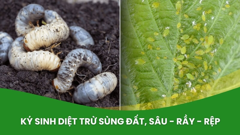 chế phẩm sinh học nấm xanh metarhizium anisopliae