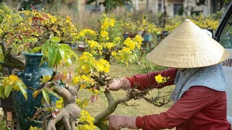 combo phân bón phục hồi mai sau tết