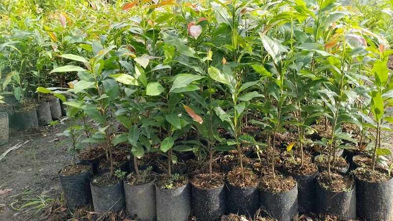 combo phân thuốc chăm sóc mai con