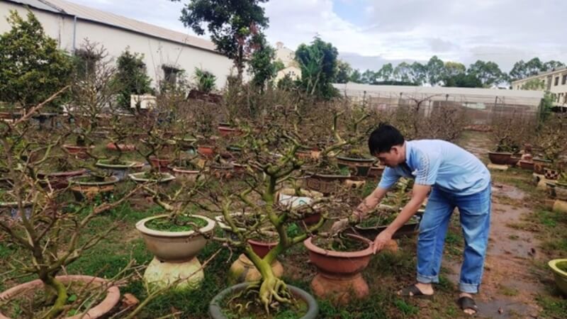 combo phân thuốc chăm sóc mai theo từng tháng