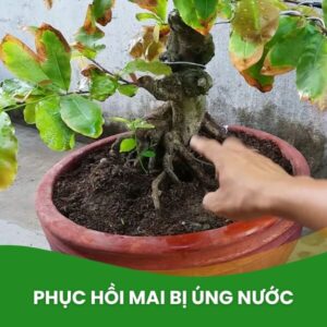 hb101 phục hồi cây mai