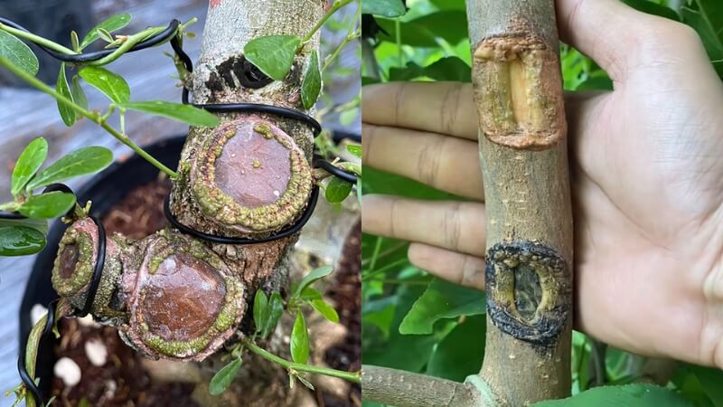 keo liền sẹo cho cây