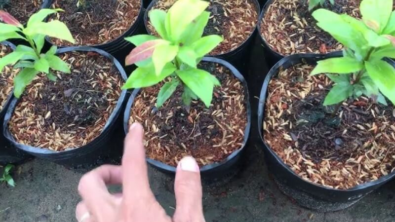 lợi ích của combo chăm sóc mai con