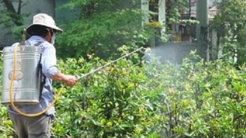 lợi ích của phân bón lá đối với cây mai