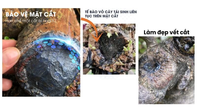 lợi ích khi sử dụng keo liền sẹo cho cây