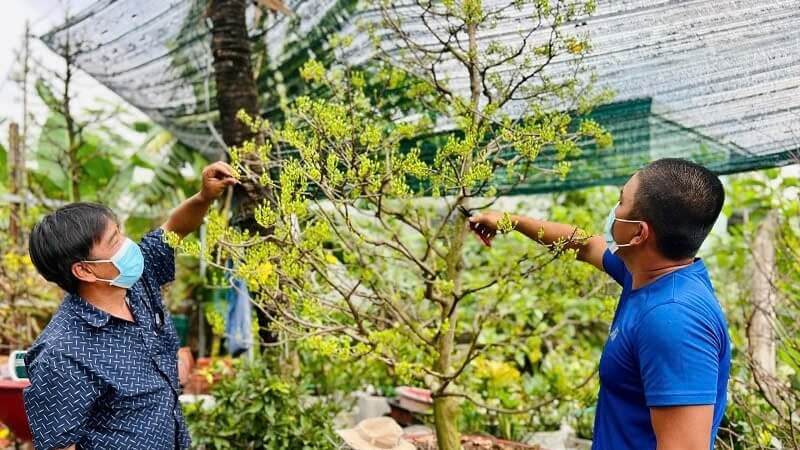 lợi ích khi sử dụng phân bón chuyên dụng cho cây mai