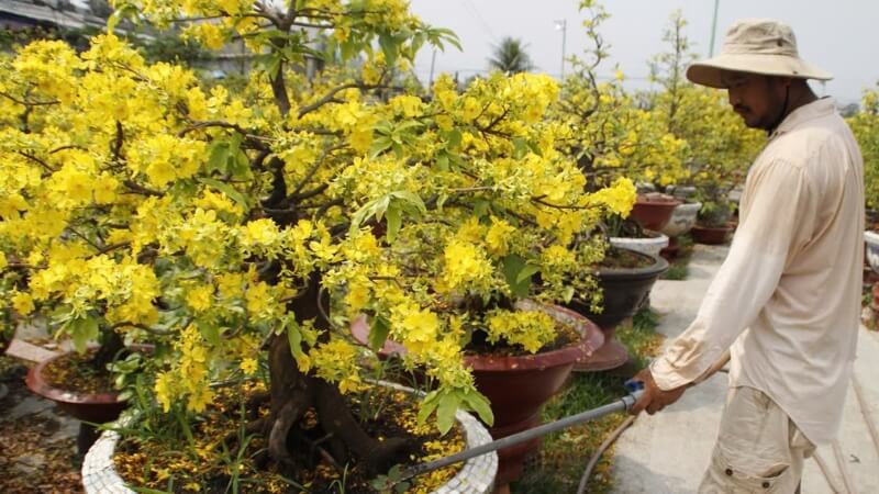lợi ích khi sử dụng phân hóa học - phân vô cơ bón cho mai