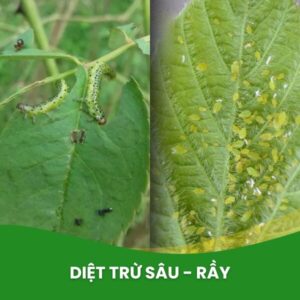 nấm xanh trừ sâu rầy dạng sinh học