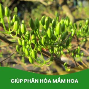 npk 20-20-15 kích thích ra hoa
