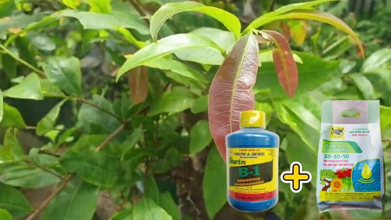 pha b1 với npk tưới cho mai