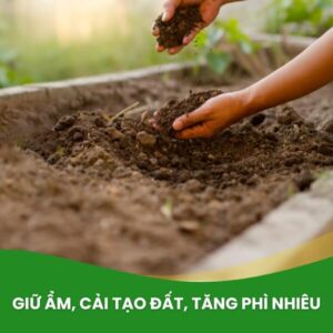 phân bò sfarm dưỡng ẩm, cải tạo đất