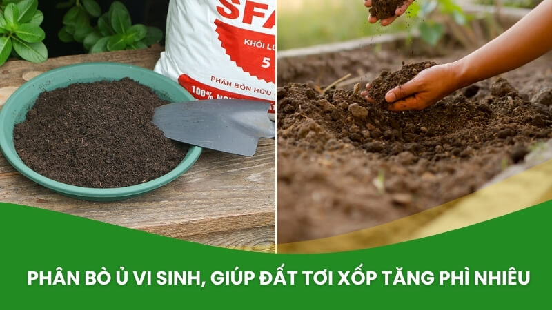 phân bò ủ vi sinh sfarm, đã xử lý sạch mầm bệnh