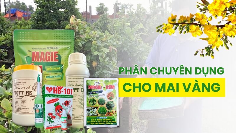 phân bón chuyên dụng cho mai