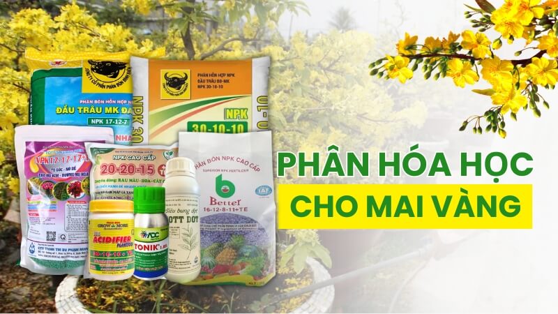 phân bón hóa học - phân bón vô cơ cho mai vàng