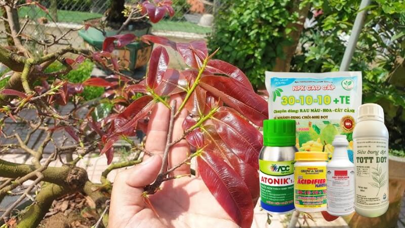 phân bón kích chồi - thuốc kích chồi