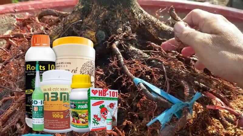 phân bón kích rễ - thuốc kích rễ