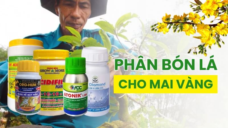phân bón lá cho mai vàng