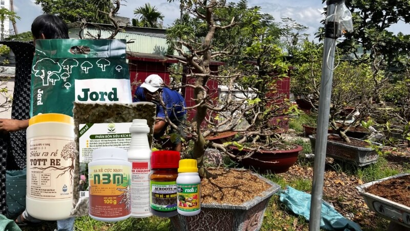 phân bón phục hồi mai sau tết
