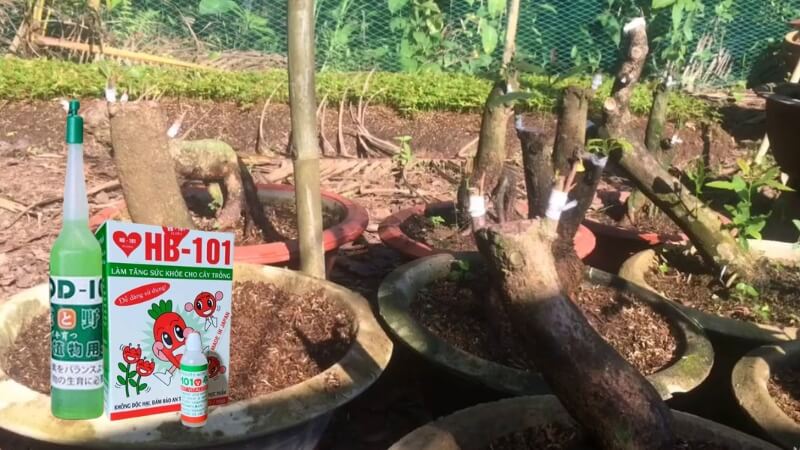 phân bón phục hồi mai suy yếu
