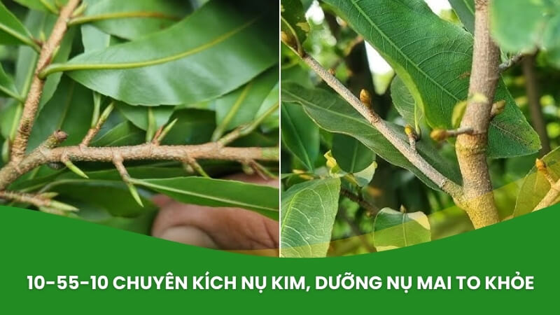 phân bón siêu tạo nụ cho mai vàng agasol 10-55-10