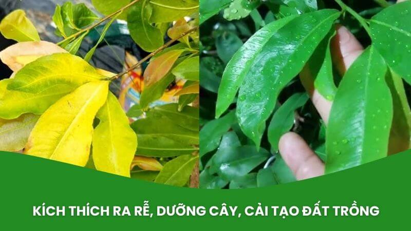 siêu lân kẽm - áo giáp kẽm dưỡng lá mai xanh,đặc trị bệnh vàng lá trên mai
