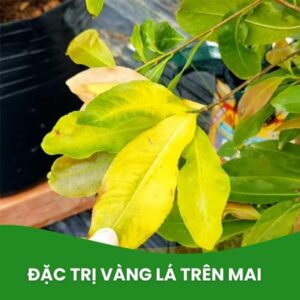 siêu lân kẽm đặc trị vàng lá trên cây mai vàng