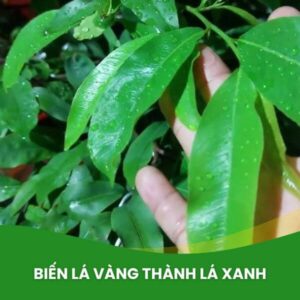 siêu lân kẽm dưỡng lá mai xanh