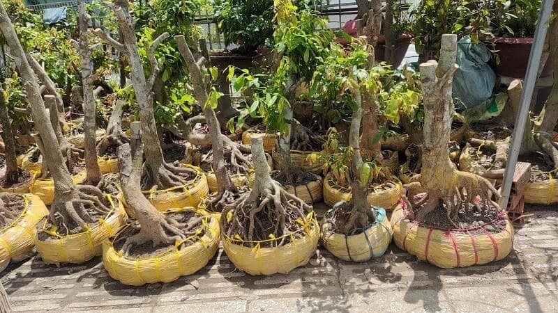 tại sao nên sử dụng combo chăm sóc phôi mai