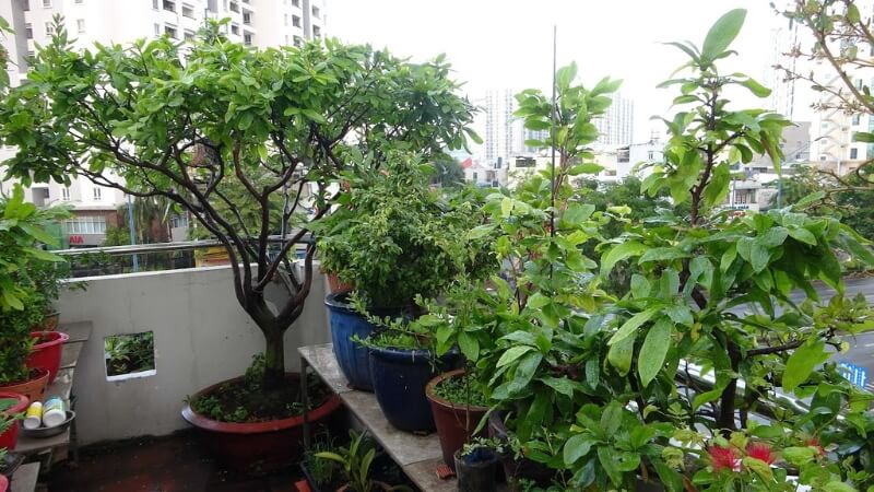 thời điểm phun phân bón lá cho cây mai