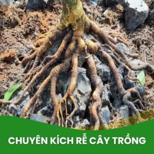 thuốc kích rễ n3m