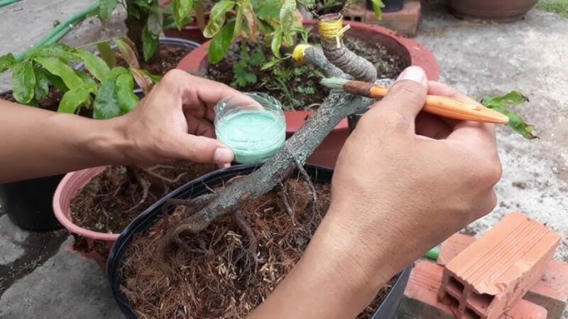 thuốc phòng ngừa nấm bệnh và sâu hại trên phôi cây mai