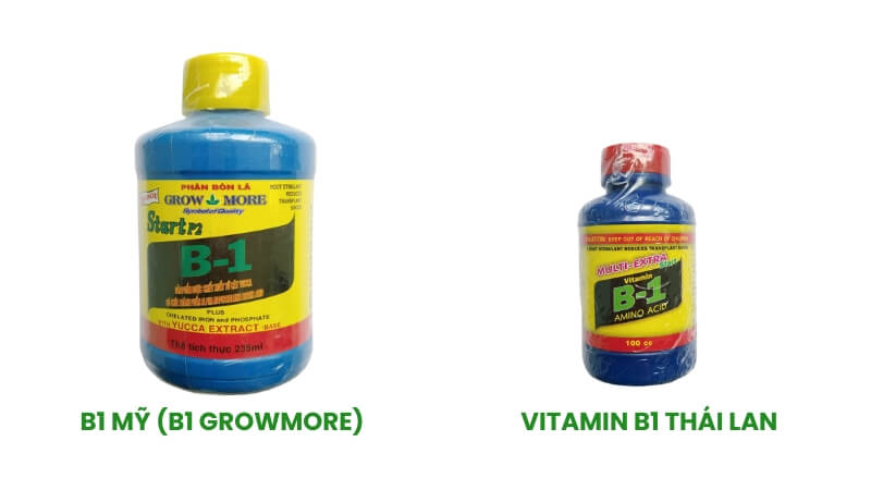 vitamin b1 cho mai