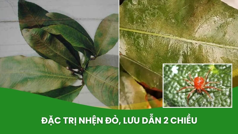vua trừ nhện usatabon 17.5WP - đặc trị nhện đỏ