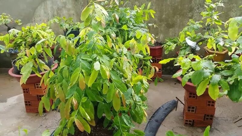 bón phân npk 30-10-10 cho mai mùa mưa