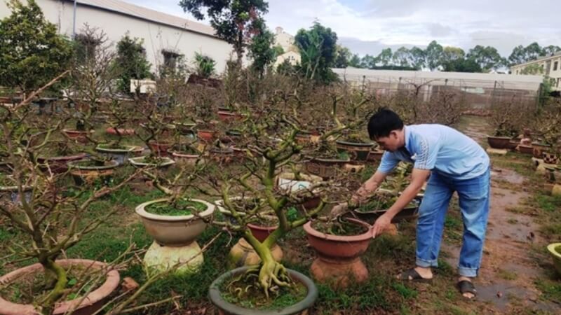 bón phân npk 30-10-10 cho mai sau tết