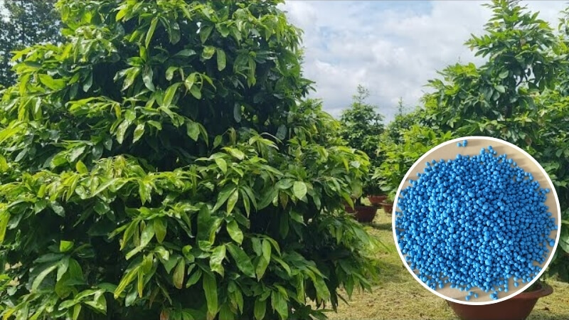 những lưu ý khi bón npk 30-10-10 cho mai