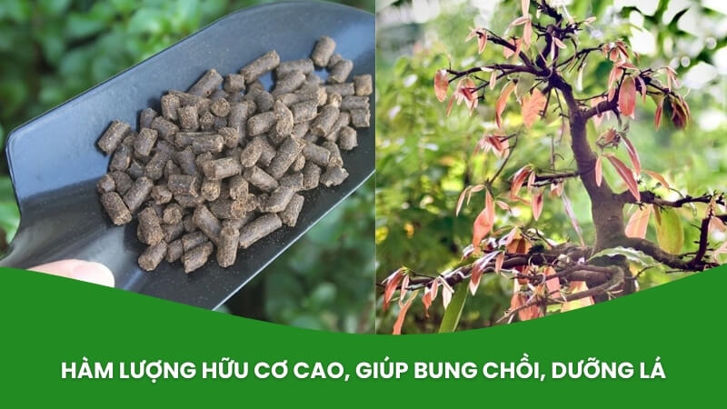 phân bón hữu cơ minro 70OM chuyên cho mai vàng